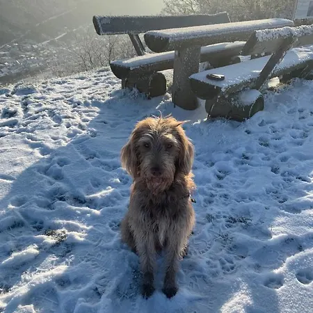 Apolo Lägenhet Münstermaifeld