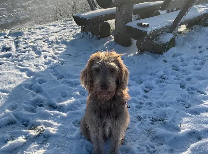 Apolo 아파트 Münstermaifeld