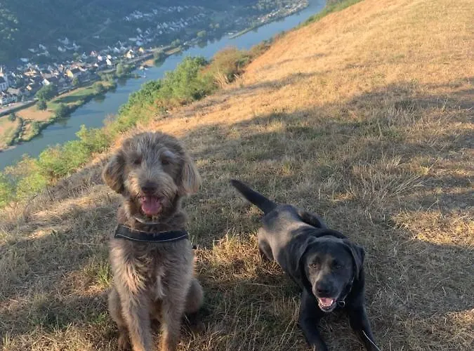 شقة Apolo Münstermaifeld